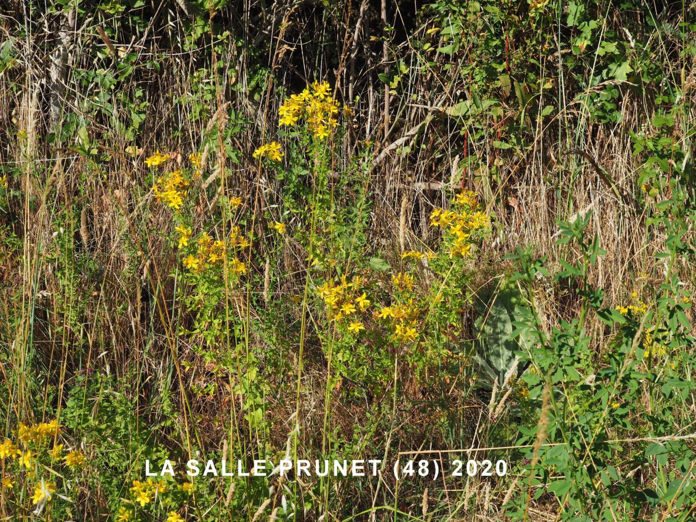 St. John's Wort, Perforate plant